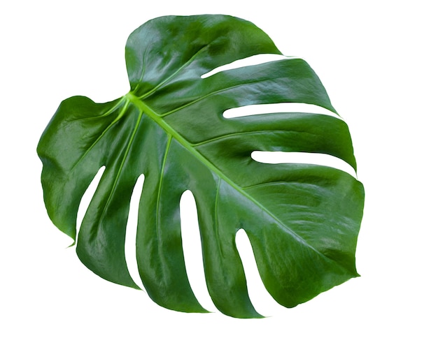 Monstera leaf on white background