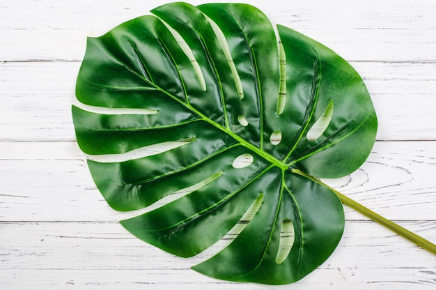 monstera leaf on white wood planks