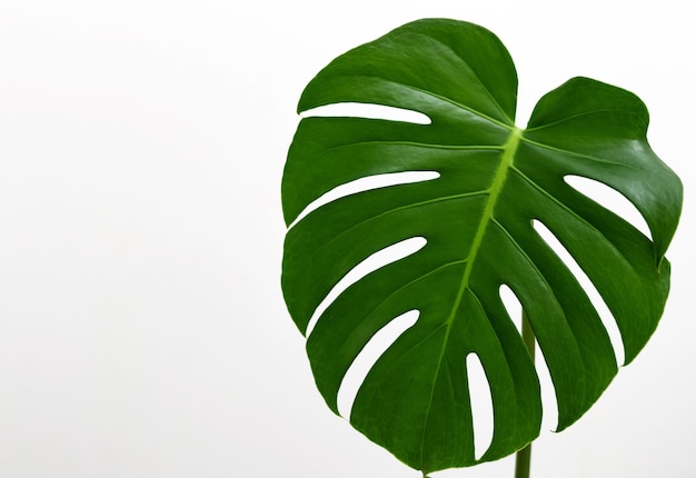 monstera leaf with blank page over against wall home flower plant decorcopy paste mock up template