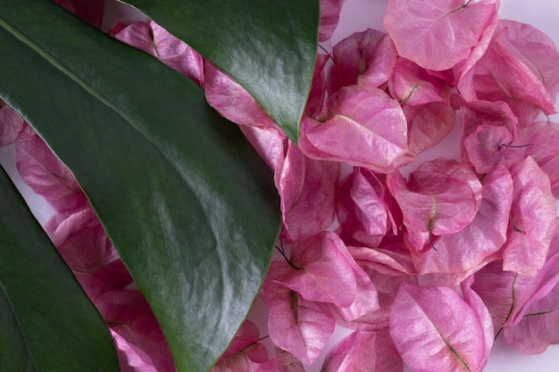 Foglia di monstera con sfondo di marmo rosa fiori secchi per prodotti ecologici cosmetici