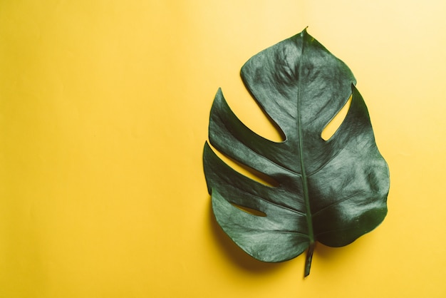 Monstera leaf on yellow background 