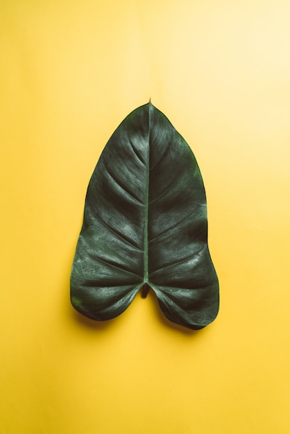 Monstera leaf