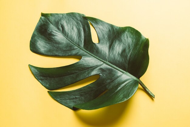 Monstera leaf