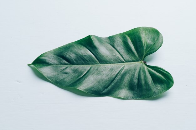 Monstera leaf