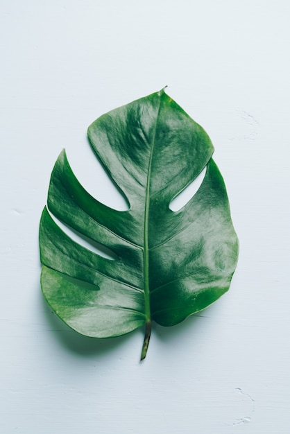 Photo monstera leaf