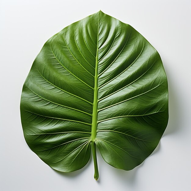 Monstera leaf