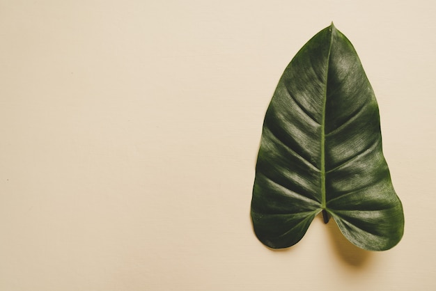 Monstera leave on brown beige background