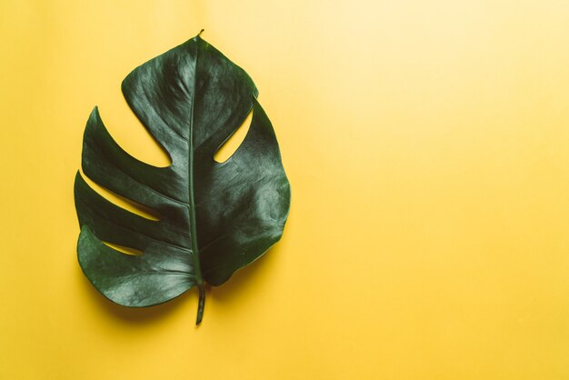 Monstera leave on color background