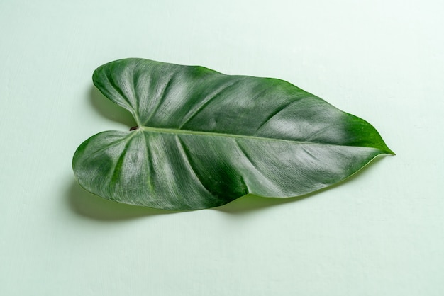 Monstera leave on color background