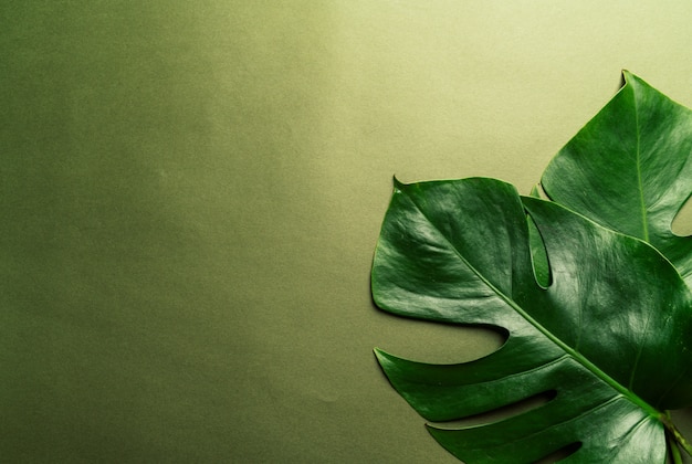 Monstera leave on color background 