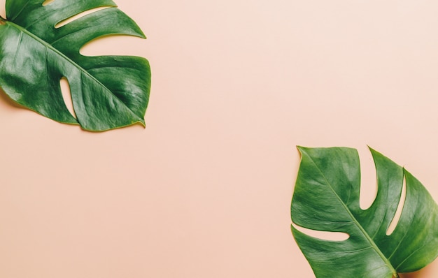 Monstera leave on color background