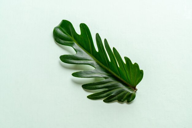 Monstera leave on color table