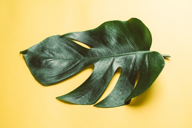 I monstera partono sulla parete colorata