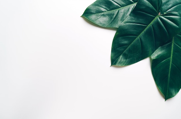 Monstera leave on white background