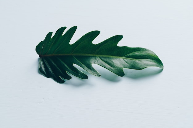 Monstera leave on white wall