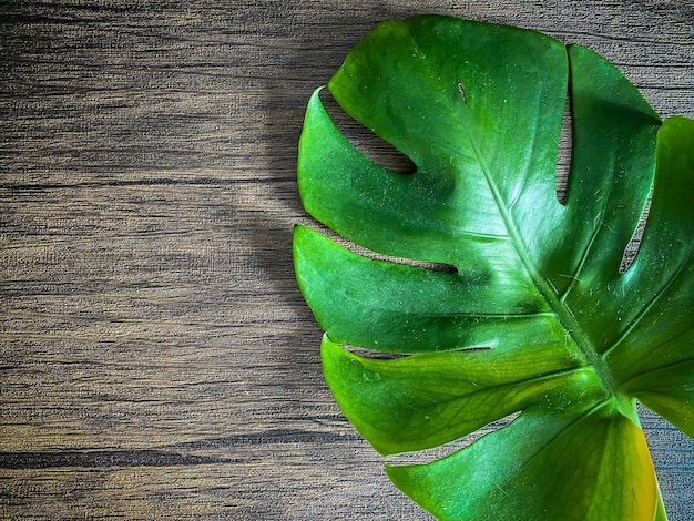 Monstera leave on the wooden backgrounds