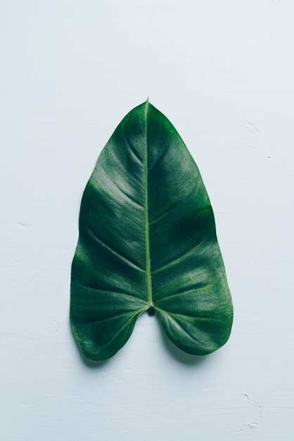 Monstera leave 