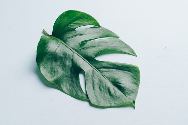 Monstera leave