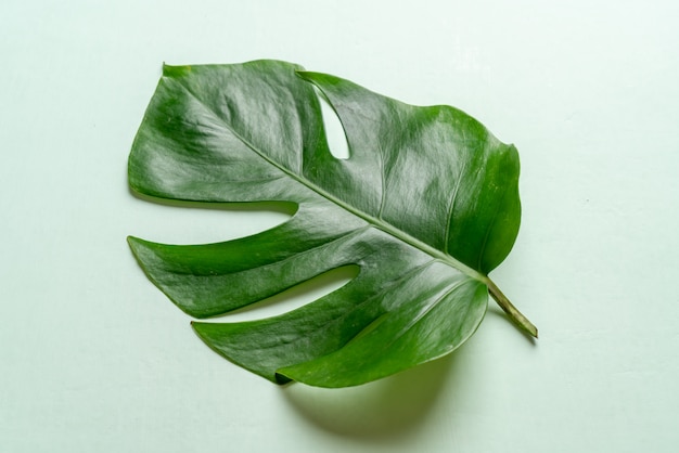 Monstera leave 