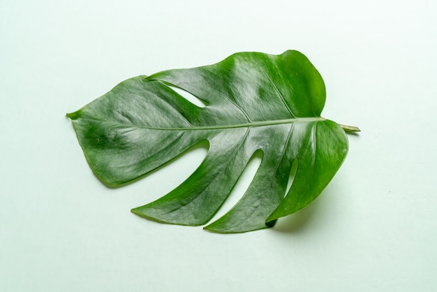 monstera leave