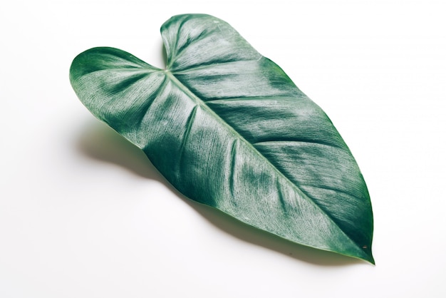 Monstera leave