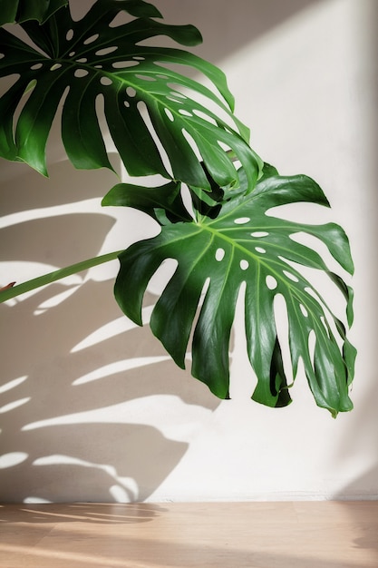 Monstera lascia contro un muro di cemento bianco con belle ombre dalla luce solare naturale.