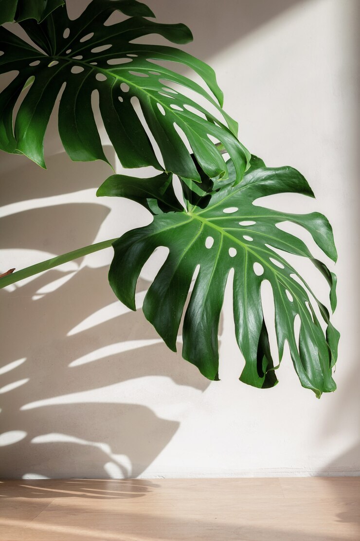 Photo monstera leaves against a white concrete wall with beautiful shadows from natural sunlight.
