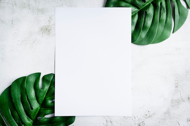 Foto foglie di monstera e foglio di carta bianco