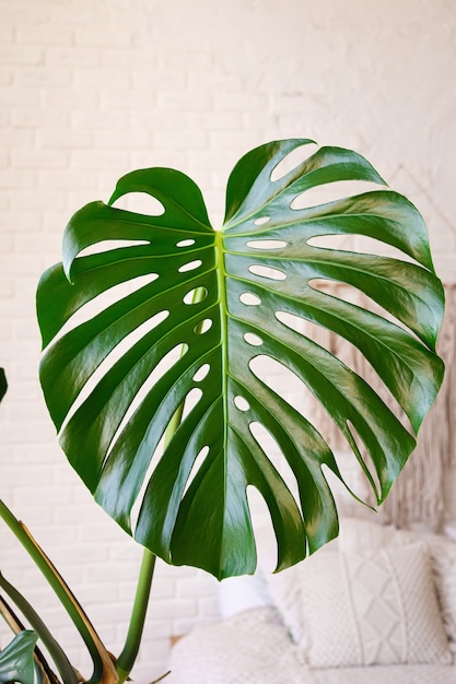 Monstera 잎 가까이 물 방울과