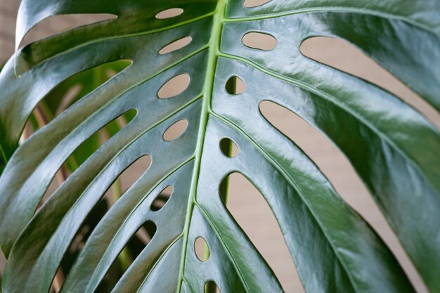 Monstera 잎 가까이 물 방울과