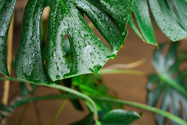 Monstera leaves close up with water drops