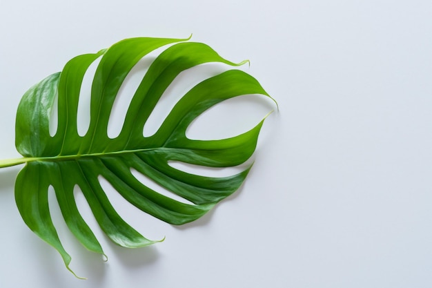 monstera leaves in delicate detail