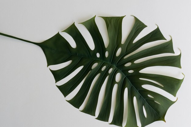 Photo monstera leaves in delicate detail