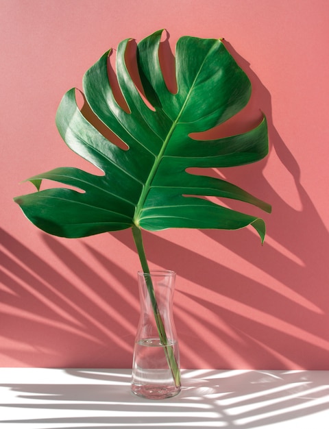 Monstera leaves in glass jug with sunlight and long shadow on wall