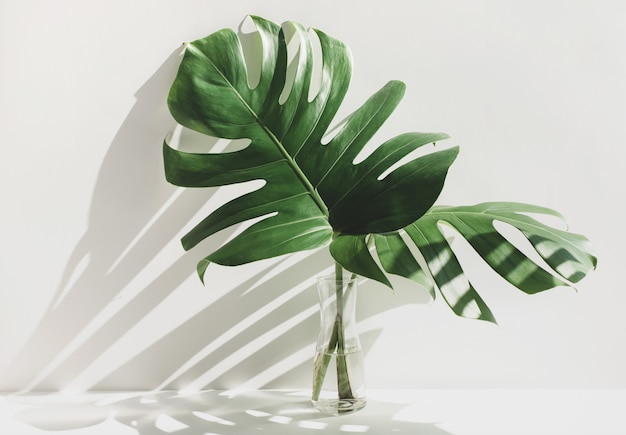 Monstera leaves in glass jug with sunlight and long shadow on white wall