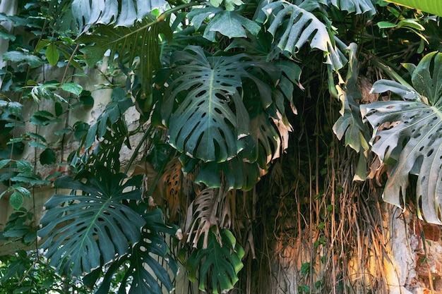 Monstera leaves in the jungle.