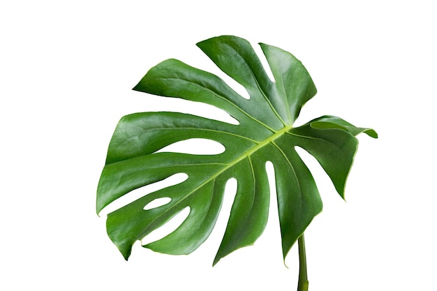 Photo monstera leaves leaves with isolate on white background leaves on white