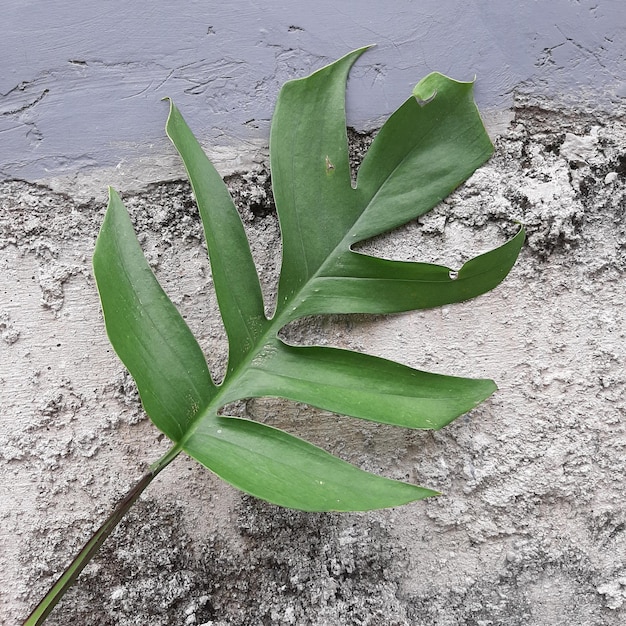 Monstera Leaves with Texture Background