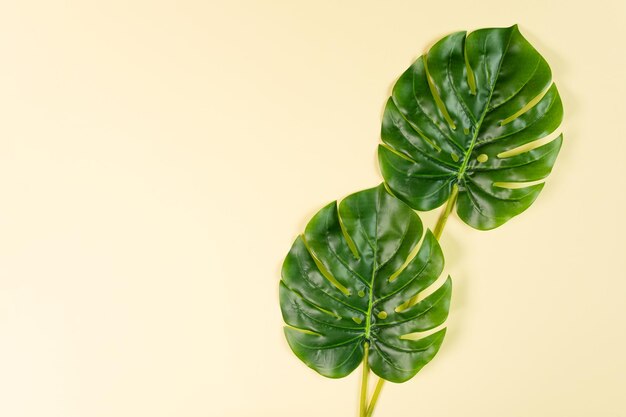 Monstera leaves on yellow background top view Summer background with copy space