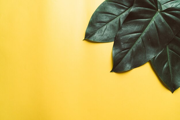 Monstera leaves on yellow background 