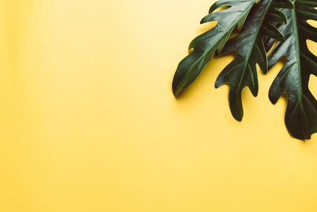 Monstera leaves on yellow background 