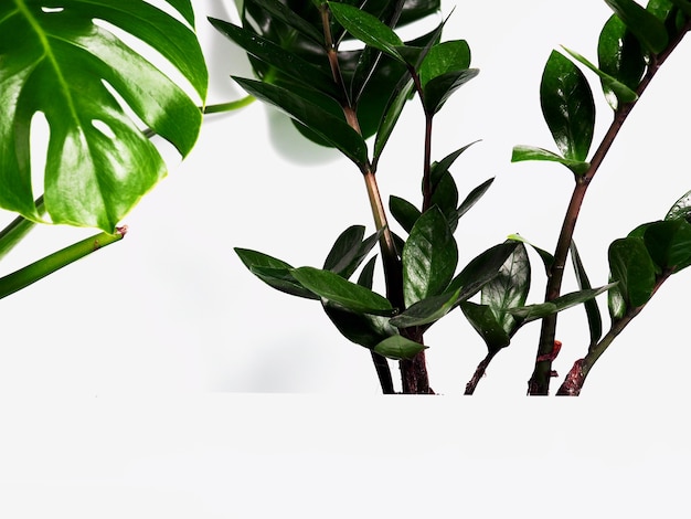 Monstera leaves and Zamioculcas as a background behind a white shelf, a podium for design.