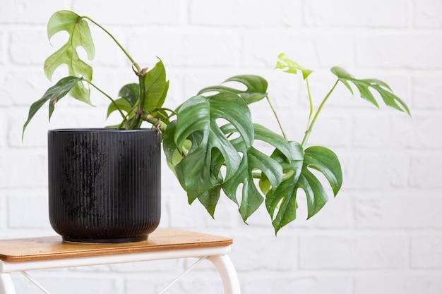 Monstera Minima Rhaphidophora TETRASPERMA closeup leaf in interior on whtite brick wall Potted house plants green home decor care and cultivation