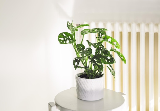 Monstera Monkey Mask or Obliqua or Adansoni in a white pot in the room