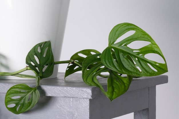 Monstera monkey mask or obliqua or adansonii leaves home plants\
in white pot minimalism and scandi style concept urban jungle and\
garden room white and grey background