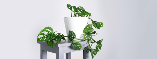 Monstera Monkey Mask 또는 Obliqua 또는 Adansonii는 흰색 냄비에 집 식물을 남깁니다. 미니멀리즘 및 스칸디 스타일 개념 도시 정글 및 정원 방 흰색 및 회색 배경