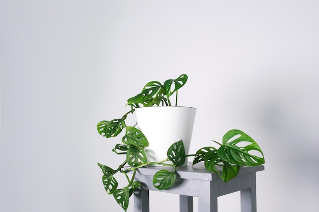 Monstera Monkey Mask of Obliqua of Adansonii verlaat Home planten in witte pot Minimalisme en scandi stijl concept stedelijke jungle en tuinkamer Witte en grijze achtergrond