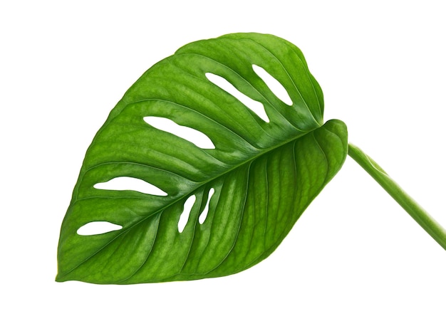 Monstera obliqua листья Тропическая листья изолированы на белом фоне с обрезкой пути