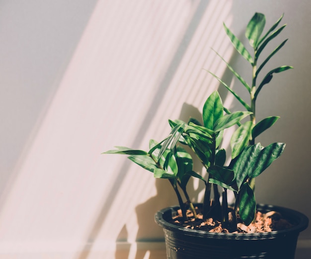 Monstera obliqua in a pot indoors