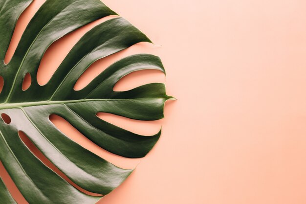 Monstera palm green leaf on beige background. High quality photo